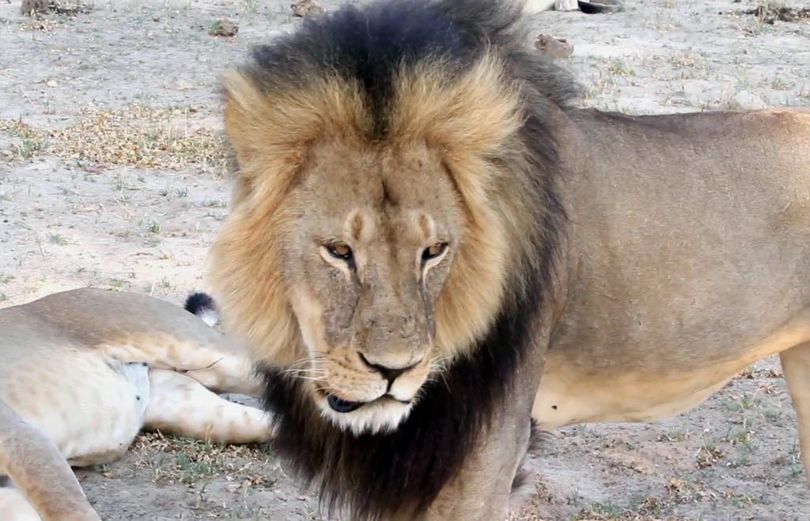  In this image takem from a November 2012 video made available by Paula French, a well-known, protected lion known as Cecil strolls around in Hwange National Park, in Hwange, Zimbabwe. Zimbabwe's wildlife minister says extradition is being sought for Walter Palmer, the American dentist who killed a Cecil. ( Paula French via AP)