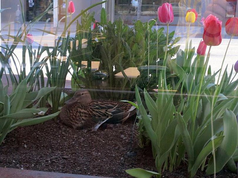 A female mallard duck sits on her nest near the Lincoln Building on Riverside Avenue at about 9 a.m. Friday morning, April 16, 2010, in downtown Spokane. (Courtesy of Gary Grissom)