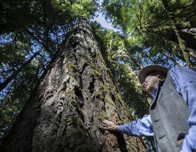 Retired University of Washington professor Jerry Franklin lays a hand on a Douglas Fir whose bark had help during fires at Cedar Flats Research Natural Area near Cougar, Wash., on April 21, 2021.    (Steve Ringman/Seattle Times)