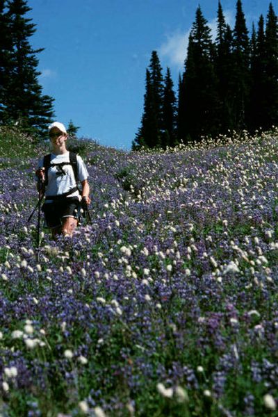 
In July, hikers and backpackers on Mount Rainier (above) and throughout the Northwest were treated to one of the most spectacular bursts of blooming wildlflowers in decades. 
 (Rich Landers / The Spokesman-Review)