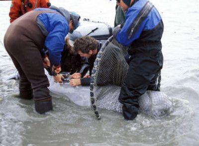 
NOAA fisheries biologists place a satellite transmitter onto a female beluga whale in Cook Inlet  in 2000. 
 (File Associated Press / The Spokesman-Review)