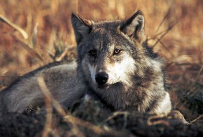 Gray wolves, like this one shown in an undated file photo provided by the U.S. Fish and Wildlife Service, were the subject of an appellate court hearing in Salt Lake City on Monday. 
 (FILE Associated Press / The Spokesman-Review)