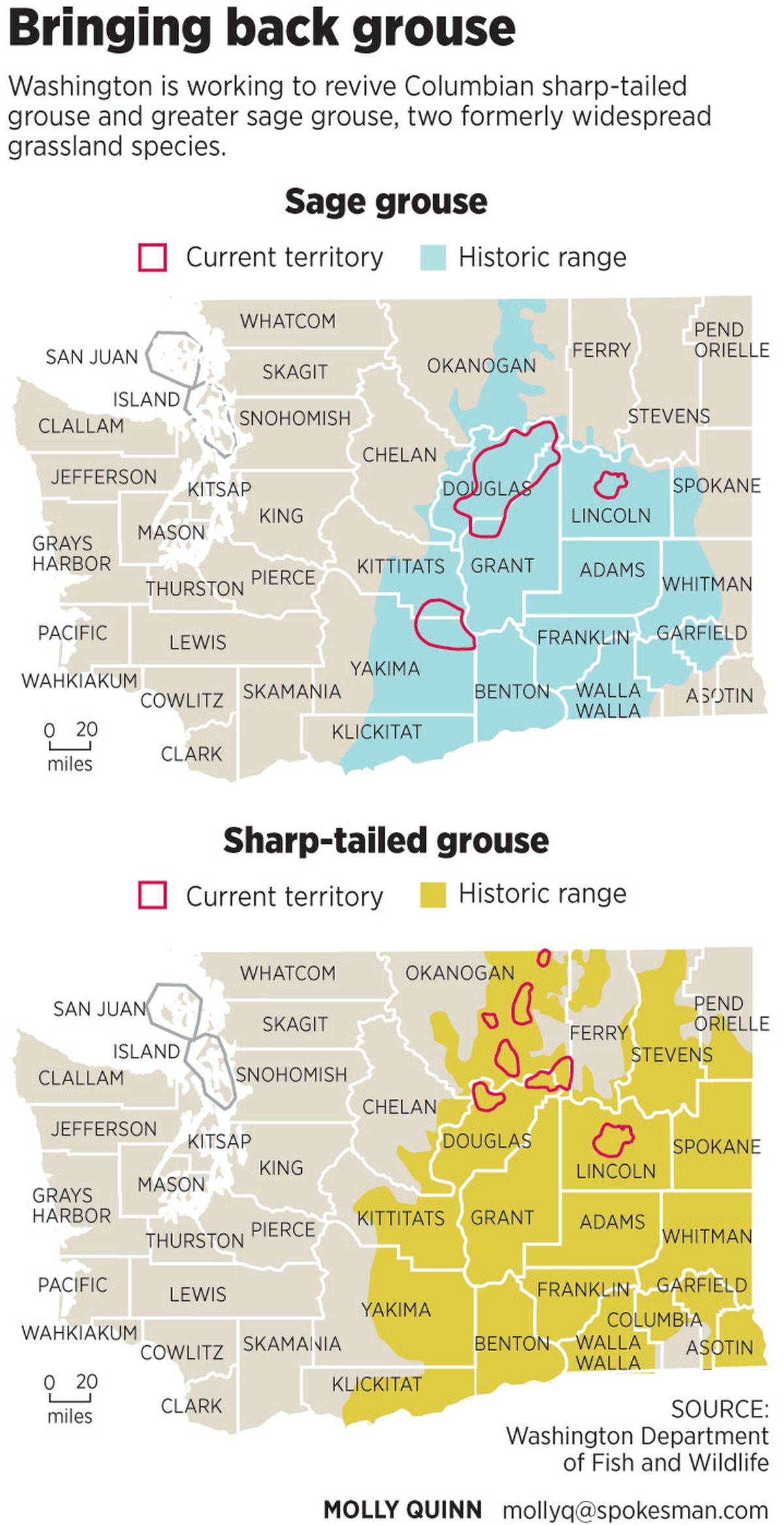 Sage and sharp-tailed grouse, Washington