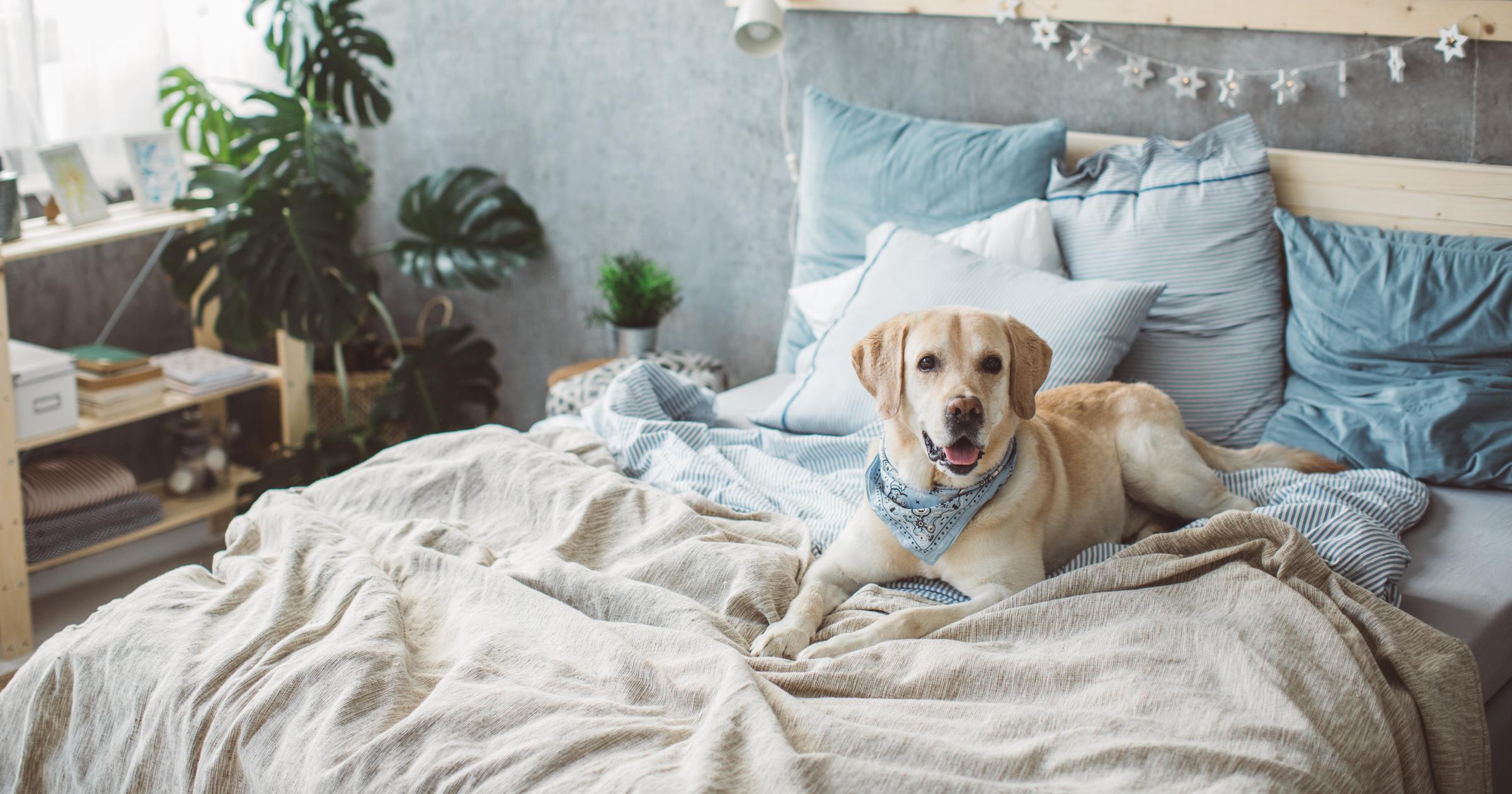 If your pet sleeps on your bed, an easy cleaning routine is key