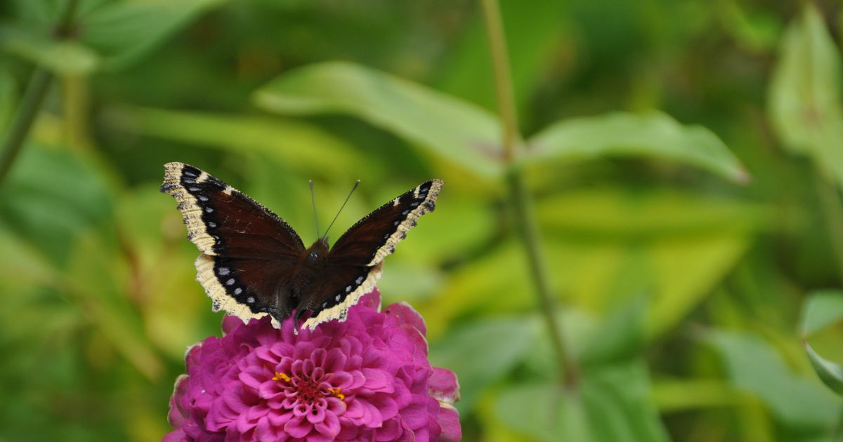 The unsung heroes of the garden