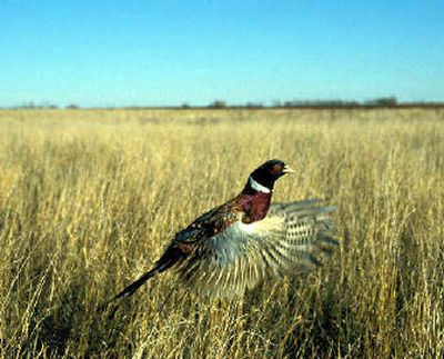 
More than 20,000 rooster pheasants have been ordered for release.
 (Photo courtesy of South Dakota Tourism / The Spokesman-Review)