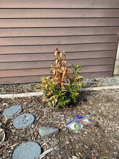 Cherry laurel is normally hardy to USDA Zone 6, but the arctic wind chill we got this winter took the temperatures below zero in some places which resulted in cold-damaged leaves. The damage can be pruned back to green wood and the plant should recover. (Courtesy of Mary Croston)