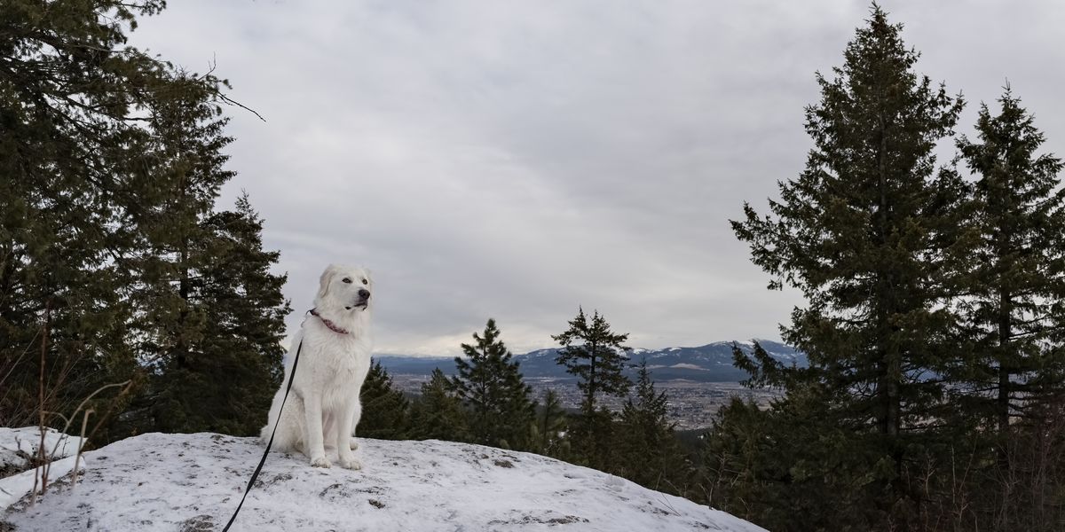 Bella the Maremma sheepdog sits at the top of Antoine Peak on Feb. 7. Thanks to its popularity with hikers in general, Antoine Peak doesn’t make the cut in “Best Hikes with Dogs: Inland Northwest," but does get a bone icon as dog-friendly in “Day Hiking: Eastern Washington.”  (Angela Schneider/Big White Dog Photography)