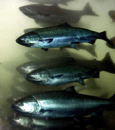 
Chinooks at Bonneville Dam.
 (File Associated Press / The Spokesman-Review)
