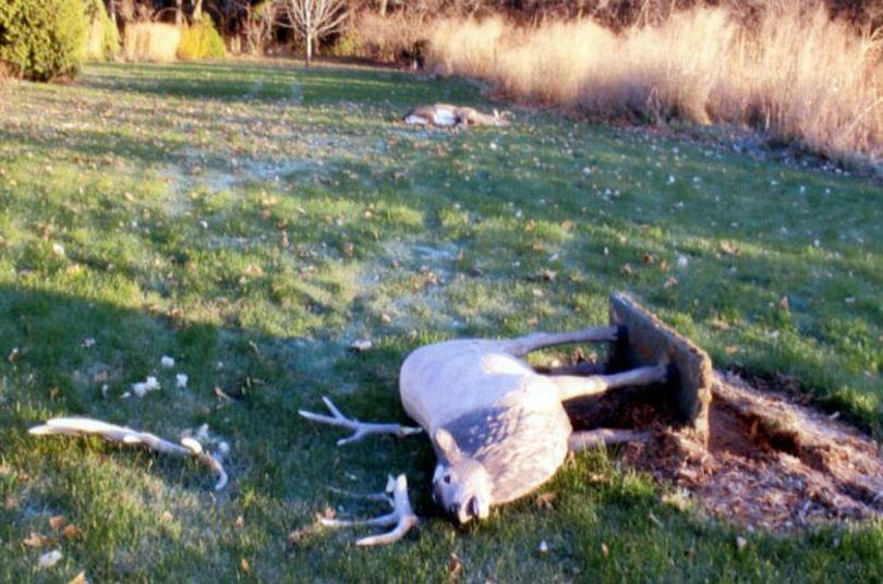 A whitetail buck fell dead in the background after battling a concrete lawn ornament in Wisconsin. (La Crosse Tribune)