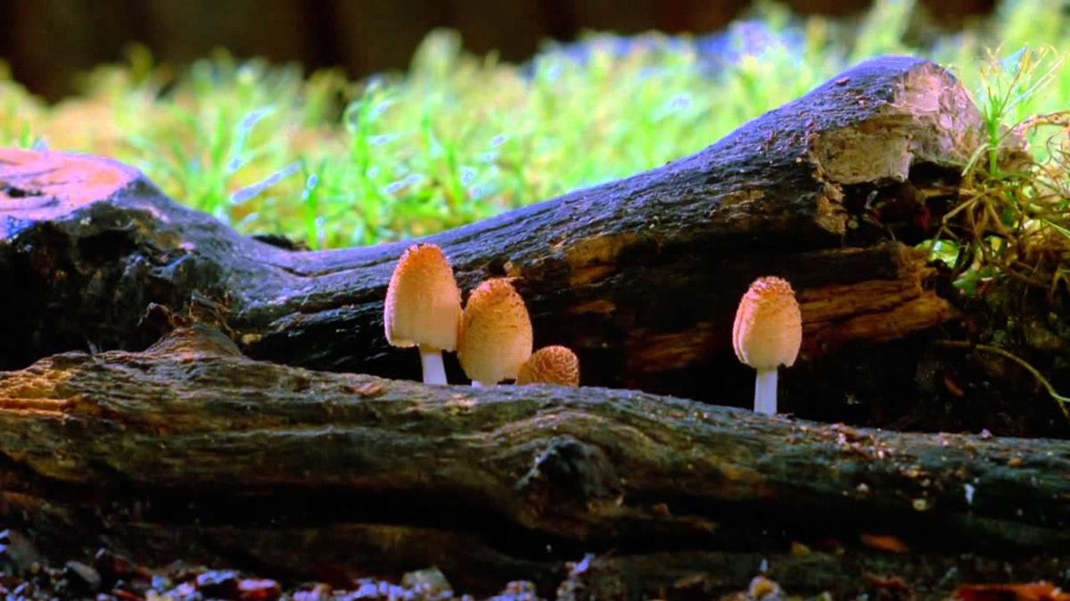 Review Mushrooms are new superheroes in documentary ‘Fantastic Fungi