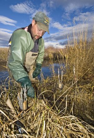 A licensed trapper sets a Conibear trap on the bank of a spring creek. (Associated Press)