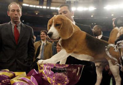 
Uno, a 15-inch beagle, poses with his trophy after winning best in show at the 132nd Westminster Kennel Club Dog Show at Madison Square Garden in New York on Tuesday. Associated Press
 (Associated Press / The Spokesman-Review)