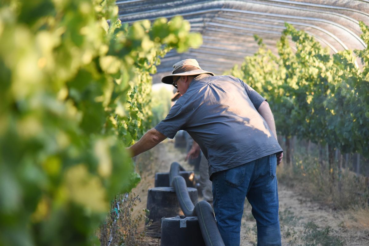Washington State University’s Tom Collins inspects grapes in the smoke exposure research tunnel.  (Courtesy of Washington Wine Commission)