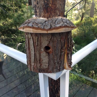 A house wren box built 