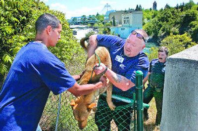 
Donald Trout, left, helps Mike Thames, with SpokAnimal, lift a rescued dog from under the Post Street Bridge on Tuesday. Spokane Police Officer Dan Cole watches at right. The three men climbed down to the Spokane River to rescue the dog, which had become stranded on a rock ledge. 
 (Christopher Anderson / The Spokesman-Review)