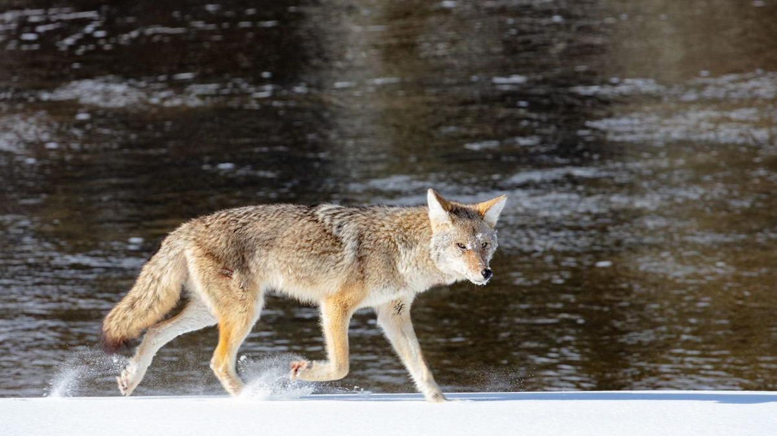 coyote attack