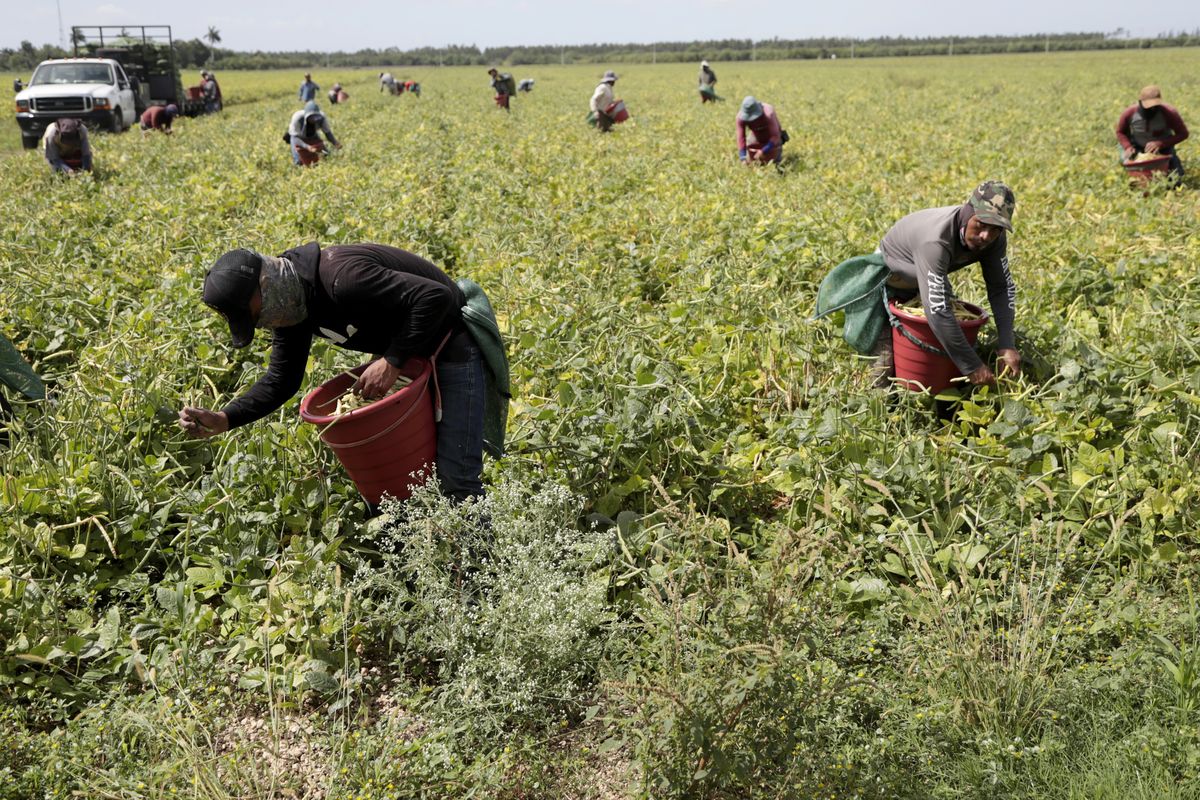 Farmworkers harvest beans on May 12 during the coronavirus outbreak in Homestead, Fla. (Lynne Sladky)