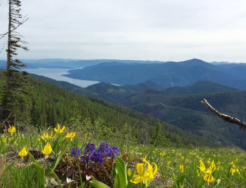 Wildflowers bloom on Chilco Mountain on June 1; Lake Pend Oreille in the background.  (David Taylor)