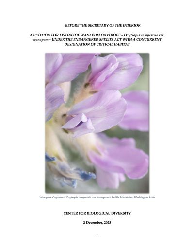 The Center for Biological Diversity submitted a petition to the U.S. Fish and Wildlife Service to protect the Wanapum oxytrope under the Endangered Species Act.  (Center for Biological Diversity)