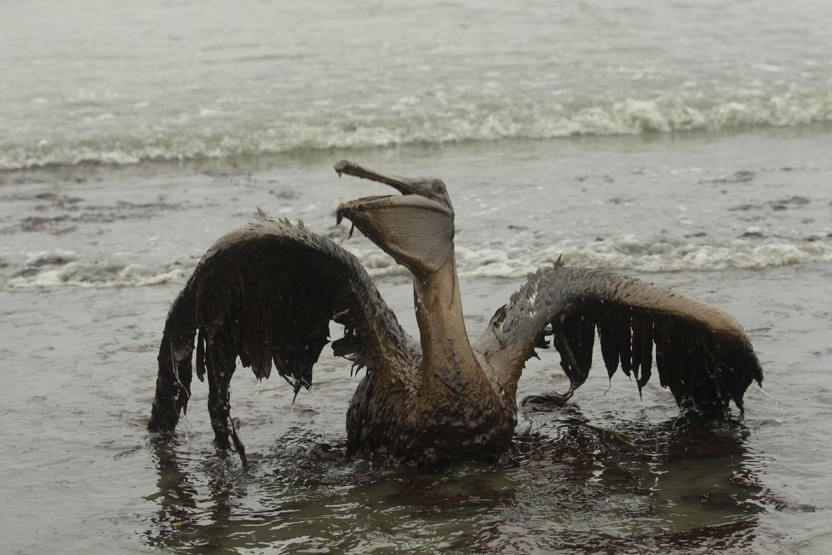 FILE - In this Thursday, June 3, 2010 file picture, a Brown Pelican tries to raise its wings as it sits on the beach at East Grand Terre Island along the Louisiana coast after being drenched in oil from the BP Deepwater Horizon oil spill. An April 20, 2010 explosion at the offshore platform killed 11 men, and the subsequent leak released an estimated 172 million gallons of petroleum into the gulf. (Charlie Riedel / Associated Press)