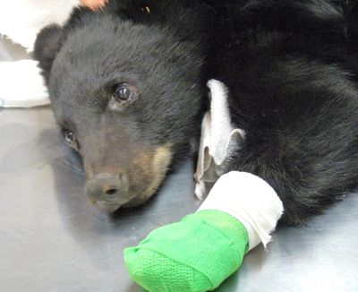 This undated photo provided by the Idaho Department of Fish and Game shows a black bear cub that had been burned in a fire near Salmon, Idaho, in August. (Associated Press)