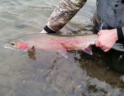 Wild steelhead. (RICK HEDDING / Courtesy of Rick Hedding)