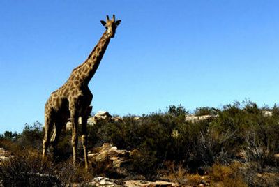 
A giraffe gazes at tourists on a safari vehicle at Aquila Private Game Reserve near Touws River, South Africa. Pictured at top: Rhinoceros, like this one in Aquila Private Game Reserve, have poor eyesight, but very good hearing.
 (Holly Pickett / The Spokesman-Review)