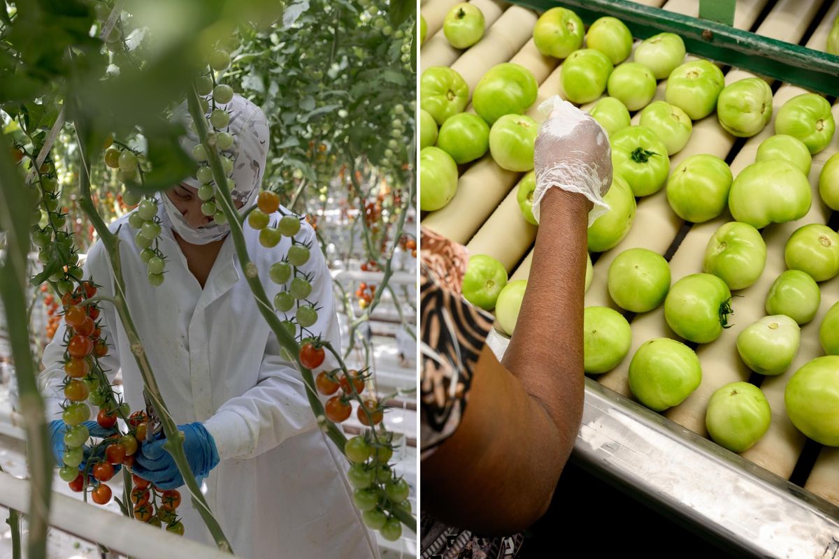 From left, cherry tomatoes at the NatureSweet production facility in Bonita, Arizona, and round tomatoes at the DiMare Ruskin plant in Apollo Beach, Fla.   (Anna Watts and Thomas Simonetti/For The Washington Post)