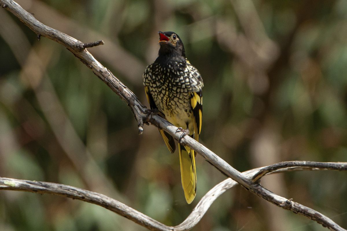 This 2016 photo provided by Murray Chambers shows a male regent honeyeater bird in Capertee Valley in New South Wales, Australia. The distinctive black and yellow birds were once common across Australia, but habitat loss since the 1950s has shrunk their population to only about 300 wild birds today.  (Murray Chambers)
