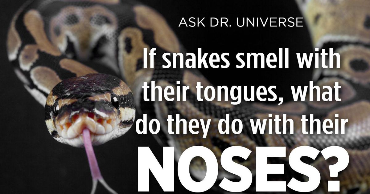 Can Snakes Smell Anything?