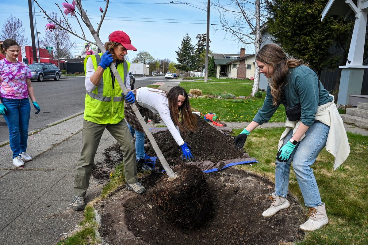 Kat Hall, of the Lands Council, sets a magnolia tree in a front yard near the corner of Oak Street and York Avenue, with help from Amber Ratcliff, left, Hannah Tomsha and Alison Holstad on Thursday in Spokane.  (DAN PELLE/THE SPOKESMAN-REVIEW)