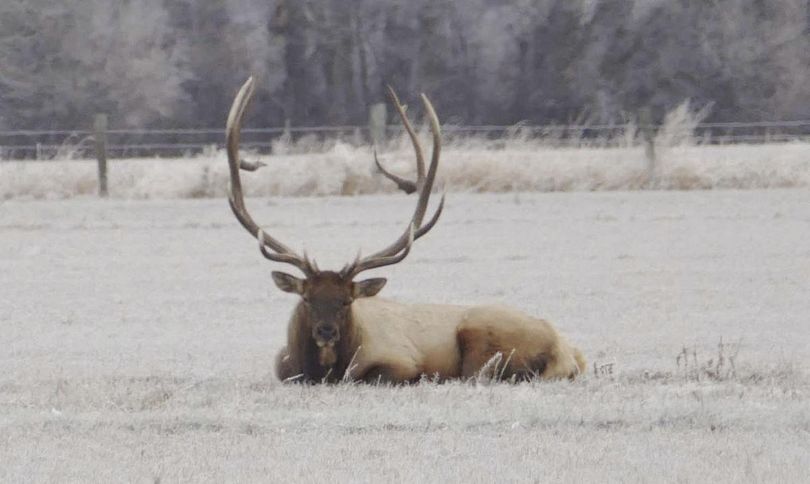 A bull elk that frequented pastures near Ellensburg, Washington, was killed by a hunter under suspicious circumstances in 2015. Some locals called the elk 