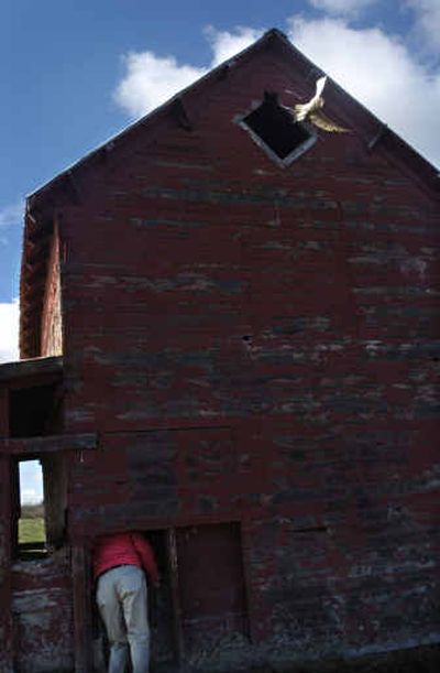 A barn owl is startled out of a barn south of Turnbull Wildlife Refuge near Cheney as Ron Dexter checks on a nesting box he has placed inside.
(Holly Pickett / The Spokesman-Review)