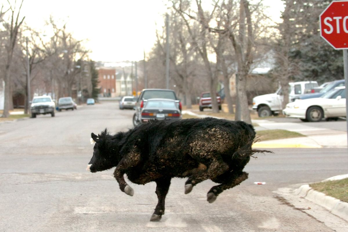 Molly B makes a dash onto Eighth Avenue South in Great Falls, while running from law enforcement officers after escaping from a slaughterhouse in 2006. (Associated Press)