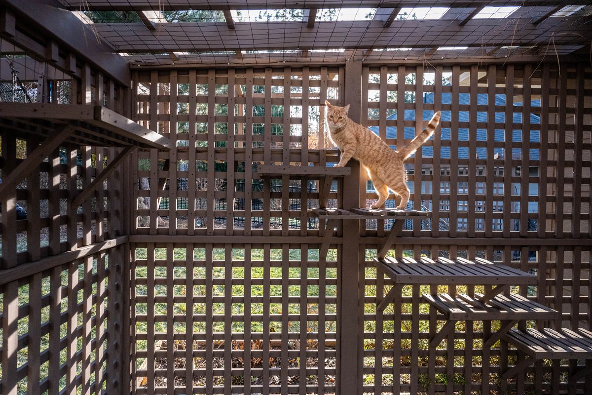 Retired musicians Cathy Cole and Kadie Nichols built a house off Rockwood Boulevard that was designed with their cats in mind. Make your own DIY cat loft with a few simple steps.  (COLIN MULVANY/THE SPOKESMAN-REVIEW)