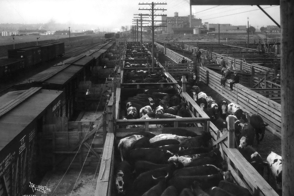 1927 – Looking west from the center of the Spokane Union Stockyards in east Spokane, cattle can be seen funneling into pens before their purchase. In the distance, the giant Armour meatpacking plant can be seen, and another large plant, Carsten’s, is visible beyond that. (Charles Libby/S-R)