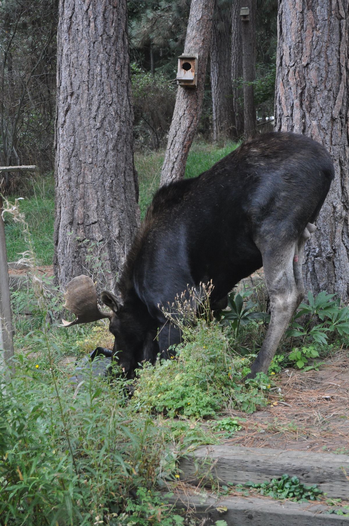 A visiting bull moose enjoys a drink from Pat Munts’  wildlife watering station. It is a depression made of concrete in the ground that is filled by a bubbler from the sprinkler system (Pat Munts / The Spokesman-Review)