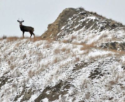 Following a mild winter, deer hunters throughout Idaho can expect to see more small bucks this season. (Associated Press)