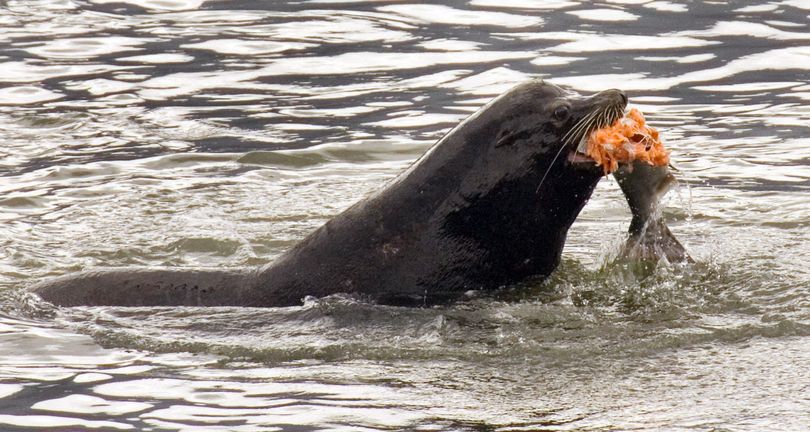 A sea lion eats a salmon in the Columbia River near Bonneville Dam in this April 24, 2008, photo. (Associated Press)