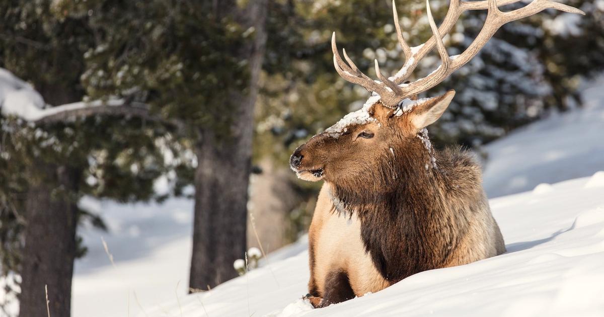Yellowstone elk took a cruise to New Zealand in 1905; their descendants are revered