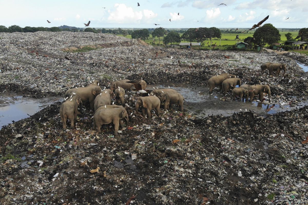 Wild elephants scavenge for food at an open landfill in Pallakkadu village in Ampara district, about 130 miles east of the capital Colombo, Sri Lanka, Thursday, Jan. 6, 2022. Conservationists and veterinarians are warning that plastic waste in the open landfill in eastern Sri Lanka is killing elephants in the region, after two more were found dead over the weekend. Around 20 elephants have died over the last eight years after consuming plastic trash in the dump. Examinations of the dead animals showed they had swallowed large amounts of nondegradable plastic that is found in the garbage dump, wildlife veterinarian Nihal Pushpakumara said.  (Achala Pussalla)