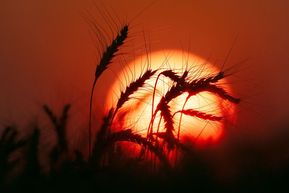 The sun sets behind stalks of wheat awaiting harvest in August 2024 in the Palouse near Spangle. (Colin Mulvany/The Spokesman-Revi)