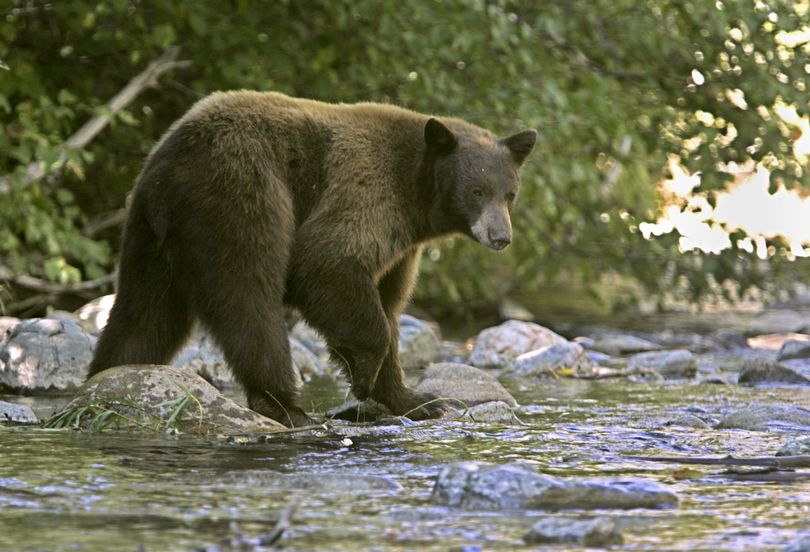 Black bears are exposing themselves to hunters. (Associated Press)