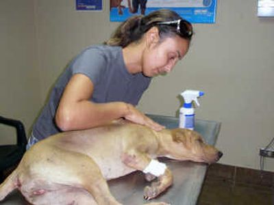 
In this photo  by Animal Protectors Network, Leisha Swayne comforts Yoli, a  dog seized along with dozens of others apparently left for dead, in the San Juan, Puerto Rico, area on Friday. Associated Press
 (Associated Press / The Spokesman-Review)