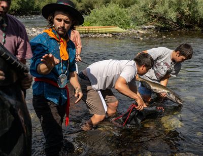 The Spokane Tribe and volunteers help release 146 adult Chinook salmon to the Spokane River at Sandifur Bridge in People’s Park, Wednesday, August 24, 2022. The release is part of the Spokane Tribes and other Upper Columbia tribes longstanding efforts to sustainably reintroduce salmon into the upper reaches of the Columbia River basin.  (COLIN MULVANY/THE SPOKESMAN-REVI)