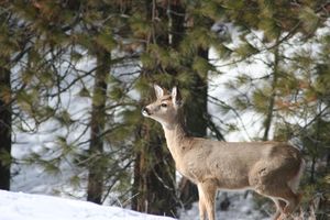 whitetail deer antlerless eliminates spokesman