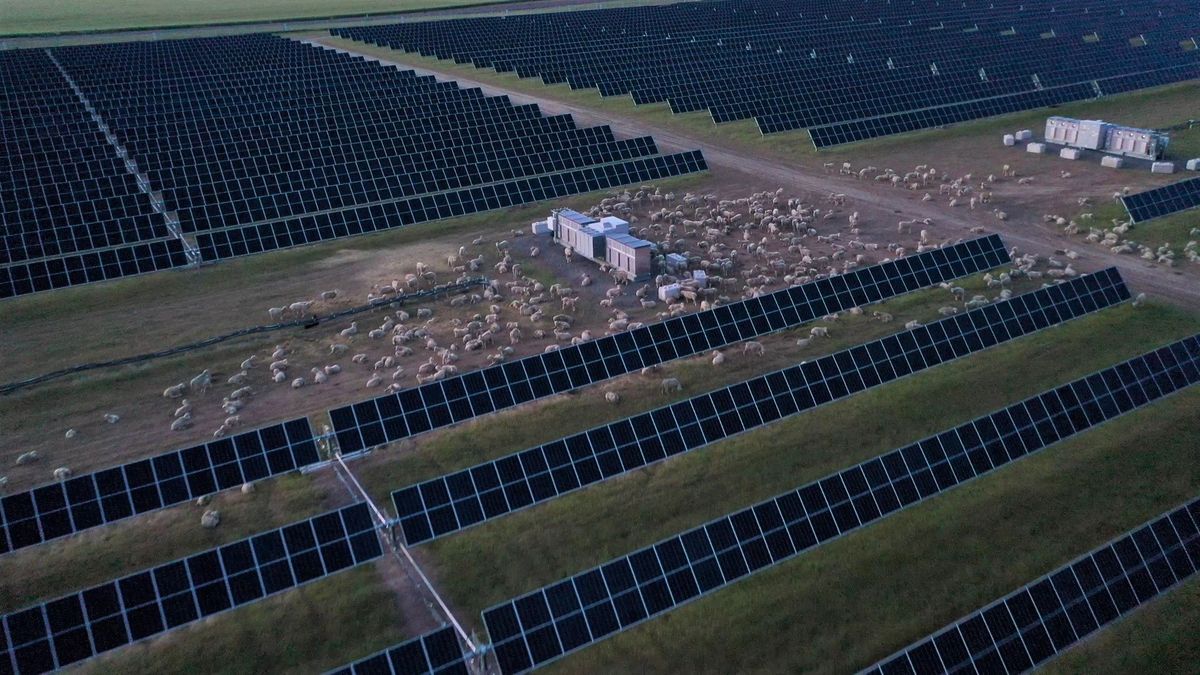 An aerial view of sheep meandering and munching at one of Avangrid’s solar developments (Courtesy of Avangrid)
