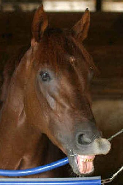 Smarty Jones
(The Spokesman-Review)