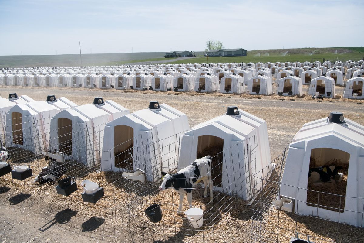 Young cattle await entering milk production at Coulee Flats Dairy, on Wednesday, April 25, 2018, in Mesa, Wash. (Tyler Tjomsland / The Spokesman-Review)
